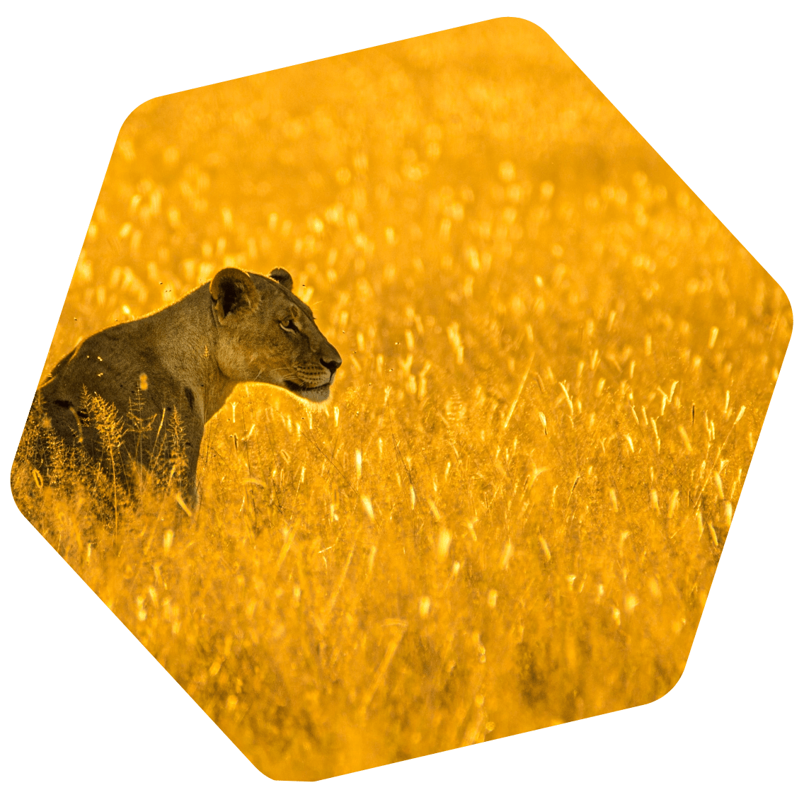 10 Canadian Dollar to Pula Exchange Rate